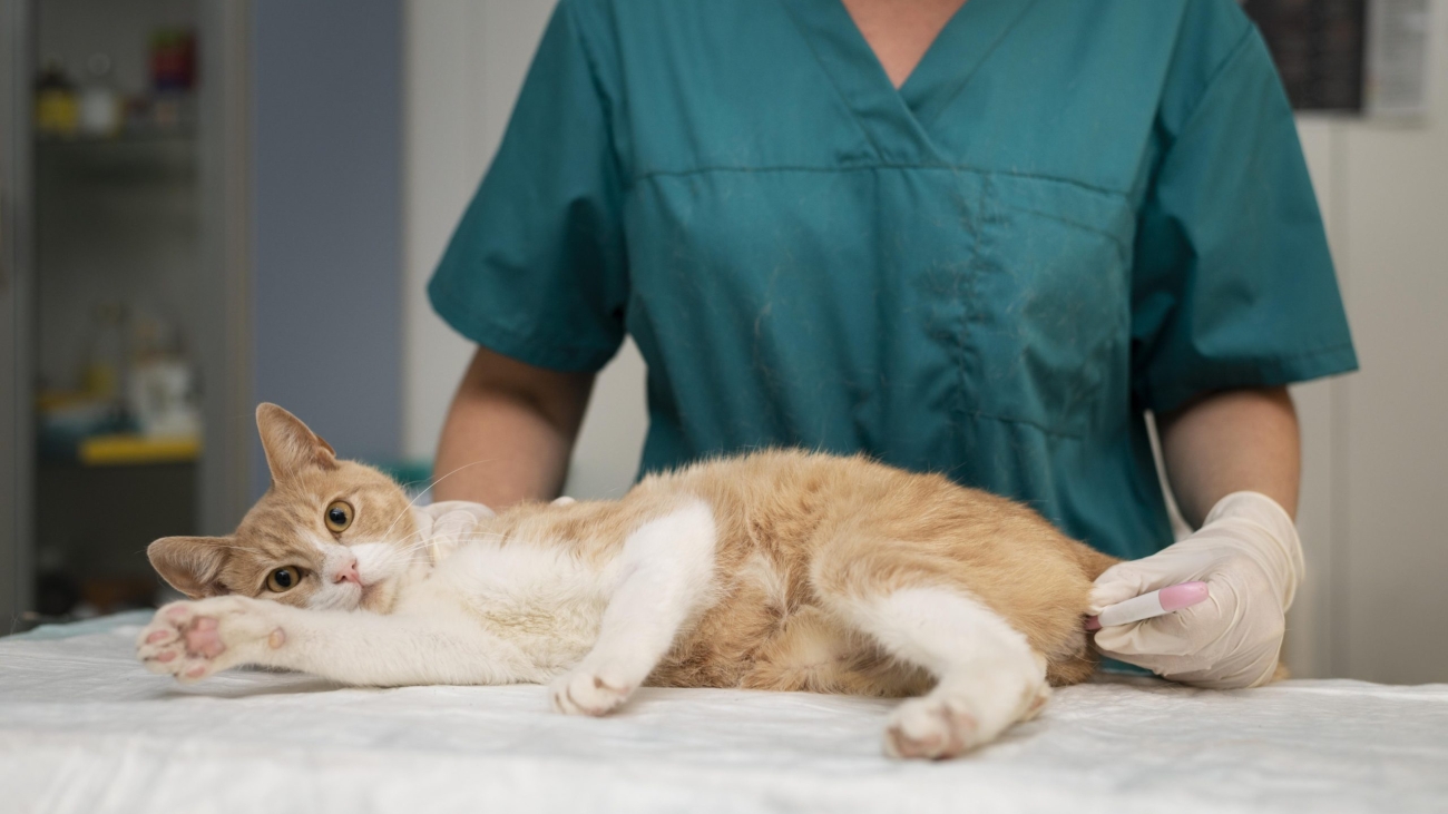 close-up-veterinarian-taking-care-cat (1)