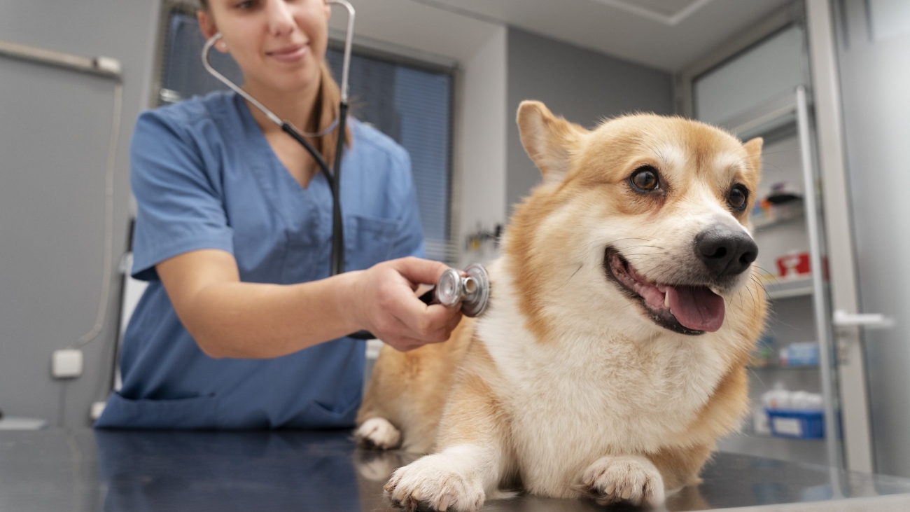 veterinarian-taking-care-pet-dog