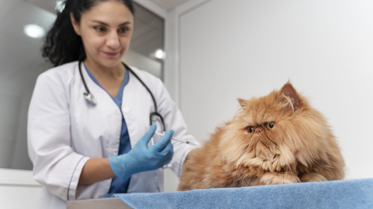veterinarian-taking-care-pet
