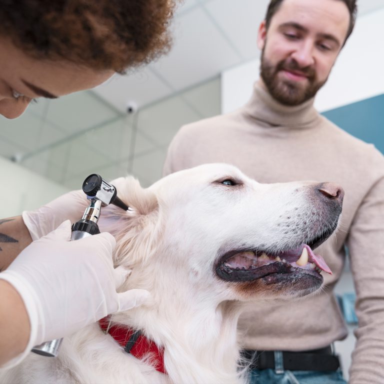 doctor-checking-dog-s-ear-close-up